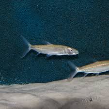 Image result for Goliath Tigerfish