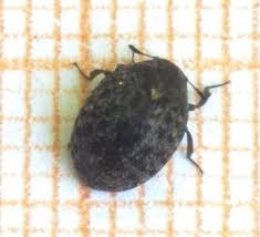 Attēlu rezultāti vaicājumam “Cytilus sericeus”