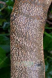 Attēlu rezultāti vaicājumam “Nectria cinnabarina”