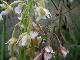Attēlu rezultāti vaicājumam “Epipactis palustris flower”