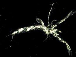 Attēlu rezultāti vaicājumam “Leporida”