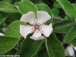 Attēlu rezultāti vaicājumam “Cydonia oblonga flower”