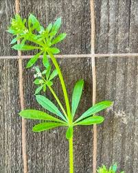 Image result for Galium aparine
