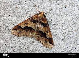 Attēlu rezultāti vaicājumam “Erannis defoliaria imago”