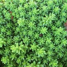 Image result for Sedum album `Coral Carpet`