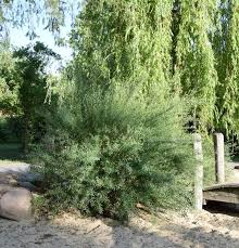 Attēlu rezultāti vaicājumam “Salix purpurea”