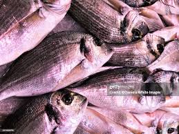 Image result for Sparus aurata