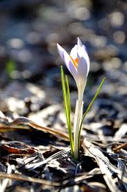 Attēlu rezultāti vaicājumam “Crocus tommasinianus flower”