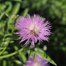 Attēlu rezultāti vaicājumam “Centaurea phrygia flower”