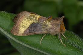 Attēlu rezultāti vaicājumam “Diachrysia tutti”