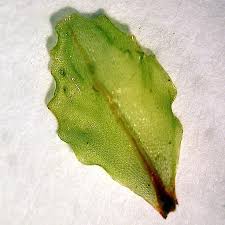 Attēlu rezultāti vaicājumam “Cinclidium stygium”