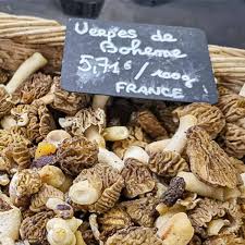 Attēlu rezultāti vaicājumam “Verpa bohemica”