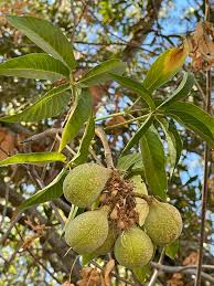 Attēlu rezultāti vaicājumam “Aesculus”