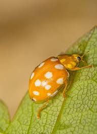 Attēlu rezultāti vaicājumam “Halyzia sedecimguttata”