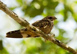 Image result for Chordeiles minor