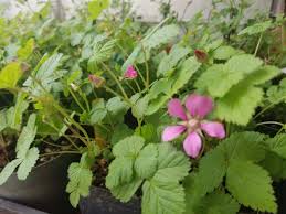 Attēlu rezultāti vaicājumam “Rubus arcticus”