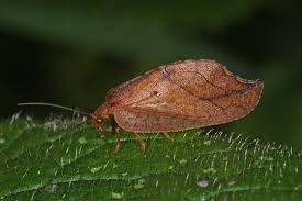 Attēlu rezultāti vaicājumam “Drepanepteryx phalaenoides”