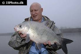 Image result for Ictiobus niger