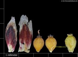 Attēlu rezultāti vaicājumam “Eleocharis uniglumis fruit”