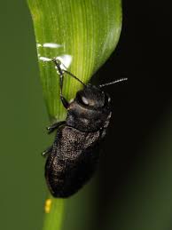 Attēlu rezultāti vaicājumam “Anthaxia quadripunctata”