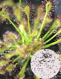 Attēlu rezultāti vaicājumam “Drosera intermedia”