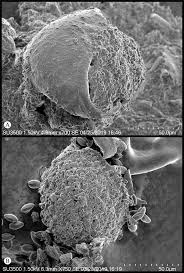 Attēlu rezultāti vaicājumam “Badhamiopsis ainoae sessile”
