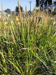 Attēlu rezultāti vaicājumam “Calamagrostis canescens”