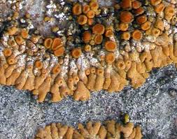 Attēlu rezultāti vaicājumam “Caloplaca saxicola”