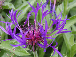 Image result for Flockenblume