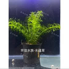 「水蘊草」的圖片搜尋結果