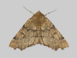 Attēlu rezultāti vaicājumam “Odontopera bidentata”