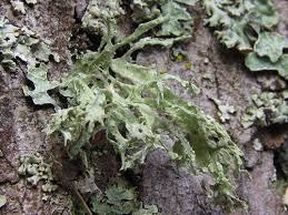 Attēlu rezultāti vaicājumam “Ramalina farinacea”