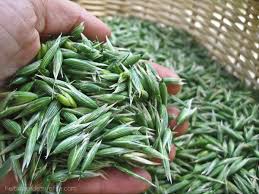 Attēlu rezultāti vaicājumam “Avena sativa fruit”