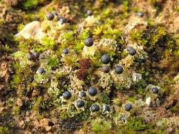 Attēlu rezultāti vaicājumam “Fossombronia wondraczekii spores”