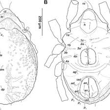 Attēlu rezultāti vaicājumam “Belbodamaeus sp.”