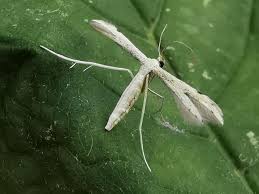 Attēlu rezultāti vaicājumam “Adaina microdactyla”