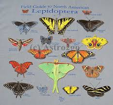 Attēlu rezultāti vaicājumam “Lepidoptera”