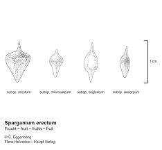 Attēlu rezultāti vaicājumam “Sparganium neglectum fruit”