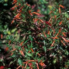 Image result for Cuphea ignea