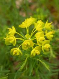Attēlu rezultāti vaicājumam “Euphorbia cyparissias flower”