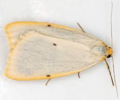 Attēlu rezultāti vaicājumam “Cybosia mesomella”