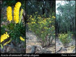 Attēlu rezultāti vaicājumam “Dianemataceae”