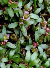 Attēlu rezultāti vaicājumam “Elatinaceae”