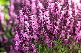 Image result for Salvia nemorosa