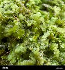 Attēlu rezultāti vaicājumam “Calypogeia muelleriana”