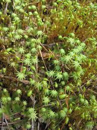 Image result for Marchantia polymorpha
