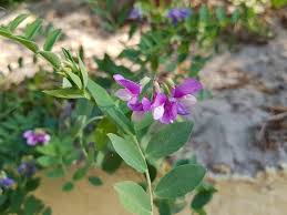 Attēlu rezultāti vaicājumam “Lathyrus japonicus subsp. maritimus”