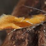 Attēlu rezultāti vaicājumam “Epicallima formosella”