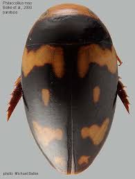 Attēlu rezultāti vaicājumam “Dytiscidae”