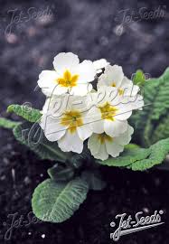 Attēlu rezultāti vaicājumam “Primula elatior flower”